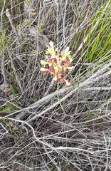 Tritoniopsis parviflora