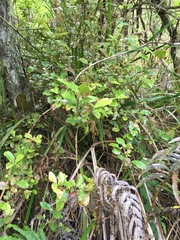 Alseuosmia macrophylla