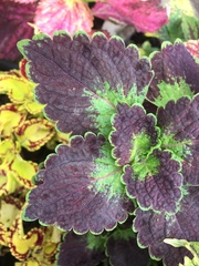 Coleus scutellarioides
