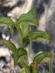 Pterostylis melagramma