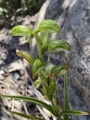 Pterostylis melagramma