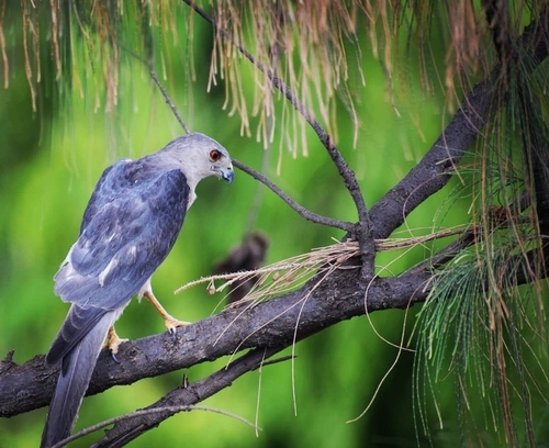 Shikra
