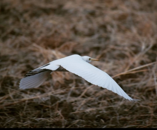 Eastern Cattle-Egret
