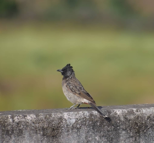 Red-vented Bulbul