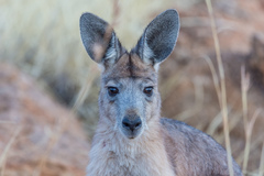 Osphranter robustus erubescens