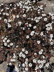 Leptospermum turbinatum