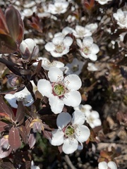 Leptospermum turbinatum