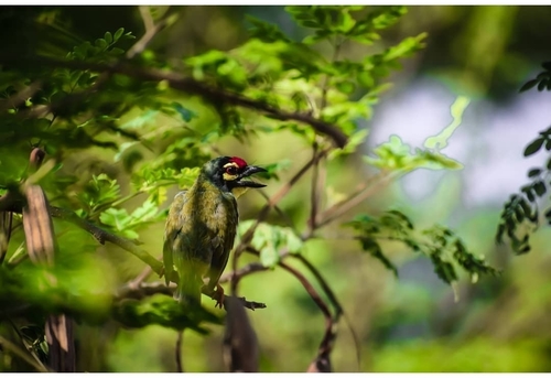 Coppersmith Barbet