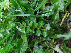 Helosciadium repens