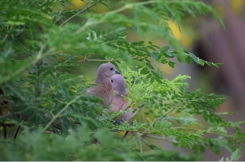 Laughing Dove