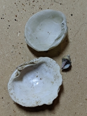 Irusella lamellifera