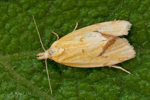 zvinúvač ihlicový (Agapeta hamana)