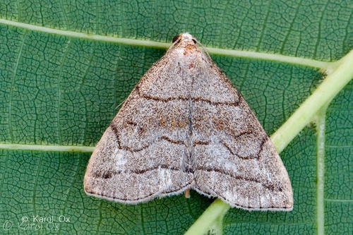 Pamora černicová (Herminia tarsicrinalis)