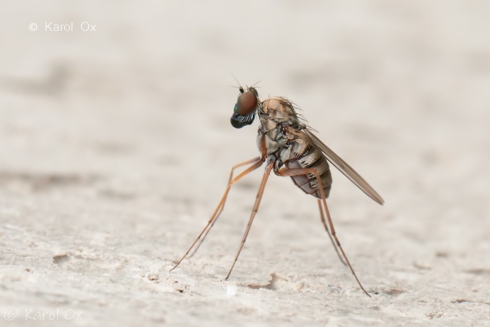 Medetera insignis