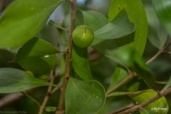 Persoonia stradbrokensis