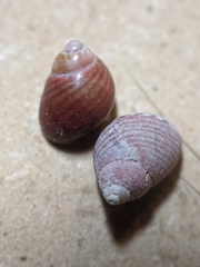 Phasianellidae