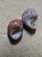 Phasianellidae