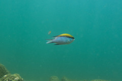 Chromis nitida