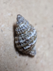 Paciocinebrina interfossa