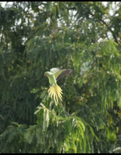 Rose-ringed Parakeet
