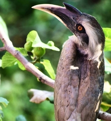 Indian Grey Hornbill photo 4