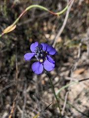 Comesperma calymega