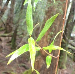 Parsonsia brownii