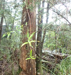 Parsonsia brownii