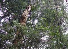 Parsonsia brownii