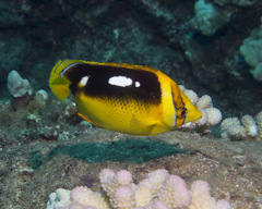 Chaetodon quadrimaculatus