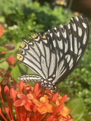 Papilio clytia