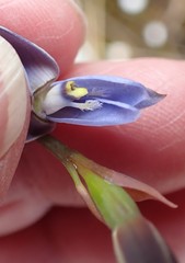 Thelymitra longiloba
