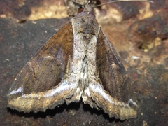 Ercheia cyllaria