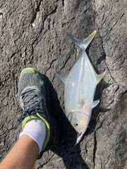 Caranx papuensis