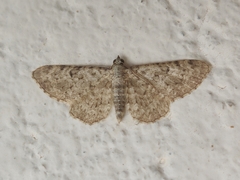Eupithecia semigraphata