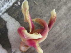 Dipterocarpus