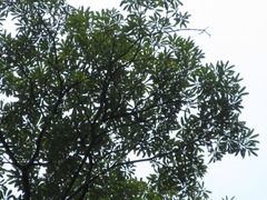 Alstonia