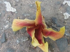 Dipterocarpus