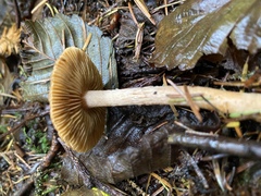 Inocybe cinnamomea