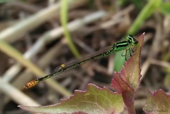Agriocnemis kalinga