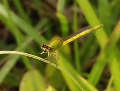 Agriocnemis kalinga