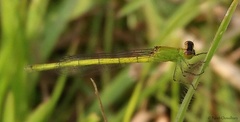 Agriocnemis kalinga