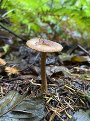 Inocybe cinnamomea