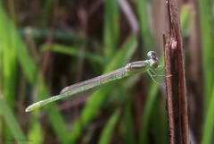 Agriocnemis kalinga