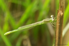 Agriocnemis kalinga