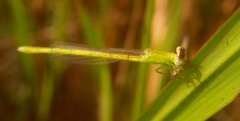 Agriocnemis kalinga