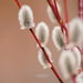 Salix acutifolia - Photo 由 Alexander Yakovlev 所上傳的 (c) Alexander Yakovlev，保留部份權利CC BY-NC