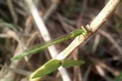 Agriocnemis kalinga