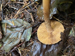 Inocybe cinnamomea