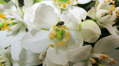 Brassicogethes aeneus